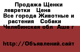 Продажа Щенки левретки › Цена ­ 40 000 - Все города Животные и растения » Собаки   . Челябинская обл.,Аша г.